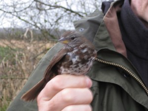 Fox Sparrow, Colony Farm Regional Park, Coquitlam, BC. This is a photo I took during a recent bird ID course.